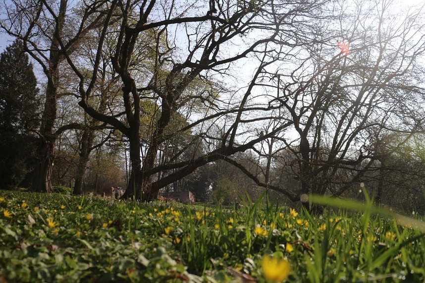 Der Fr&uuml;hling hat schon lange Einzug gehalten im Park Hohenrode