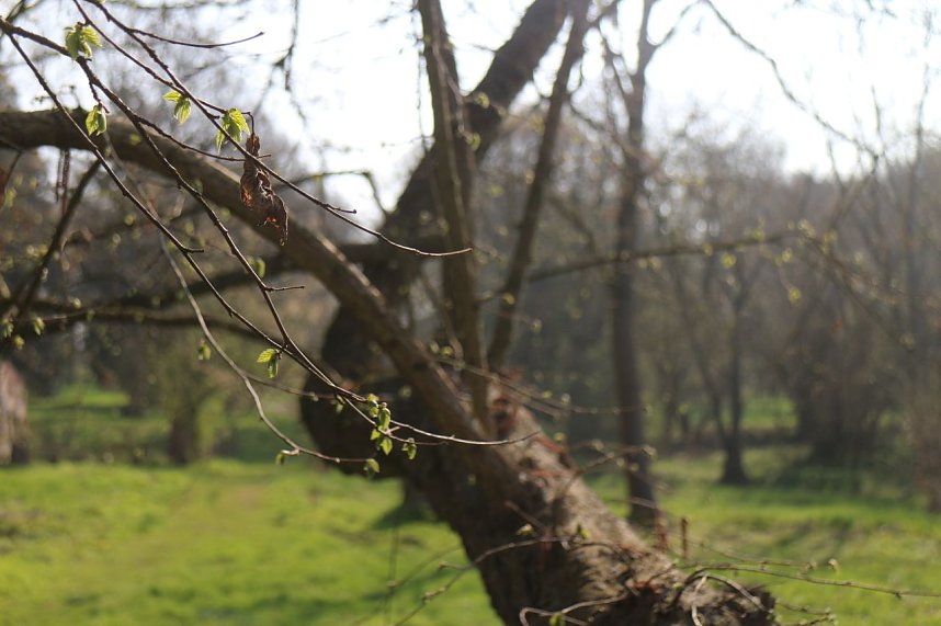 Der Fr&uuml;hling hat schon lange Einzug gehalten im Park Hohenrode