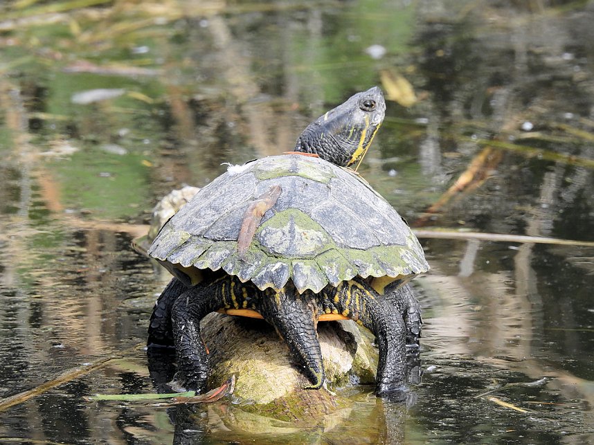 Tiergarten Delitzsch
