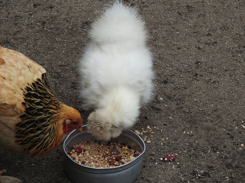 Tiergarten Delitzsch
