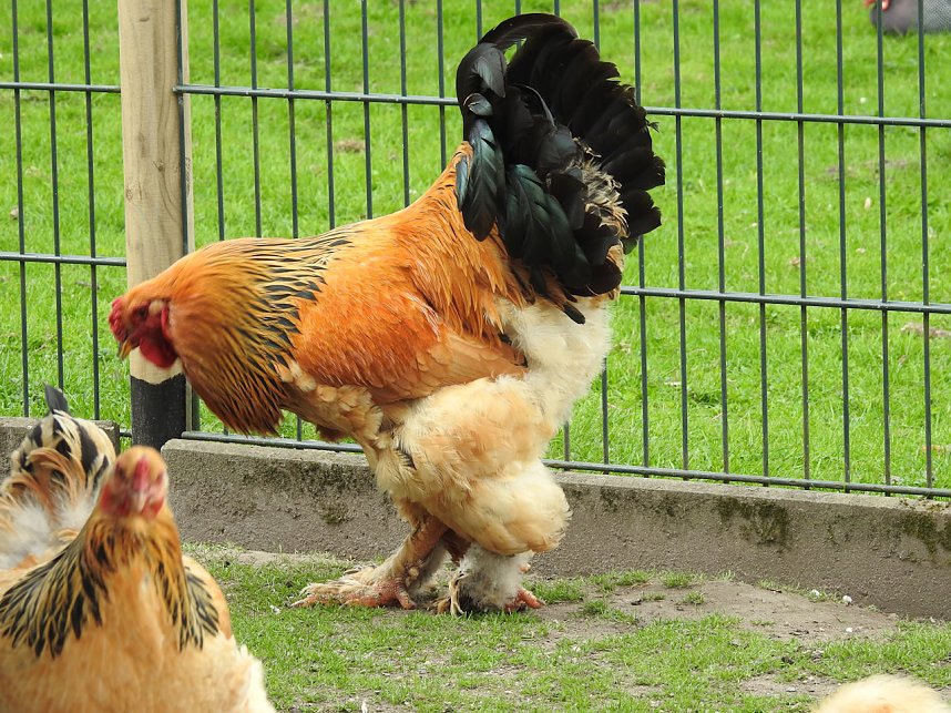 Tiergarten Delitzsch