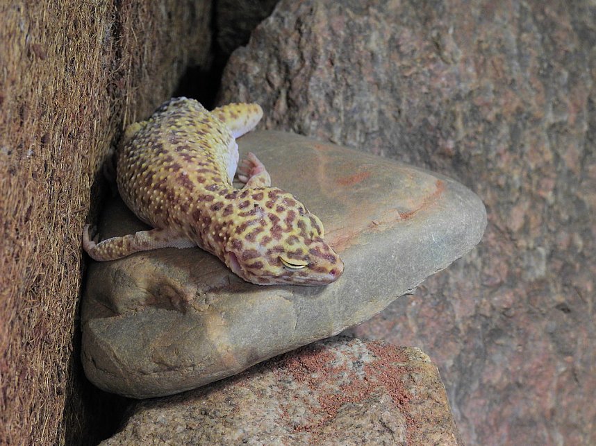 Tiergarten Delitzsch