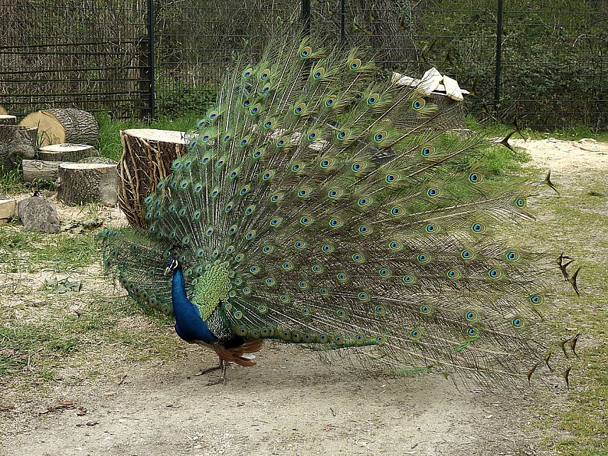 Tiergarten Delitzsch
