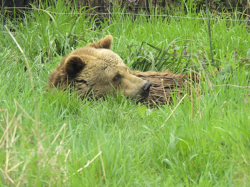 Tiergarten Delitzsch