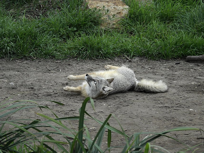 Tiergarten Delitzsch