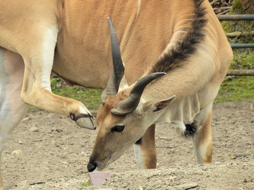Tiergarten Delitzsch
