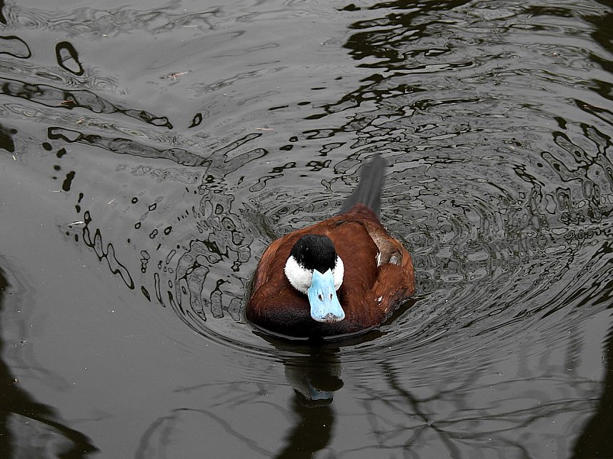 Tiergarten Delitzsch