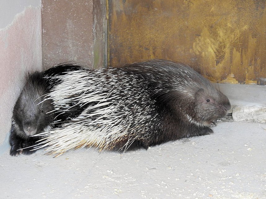 Tiergarten Delitzsch