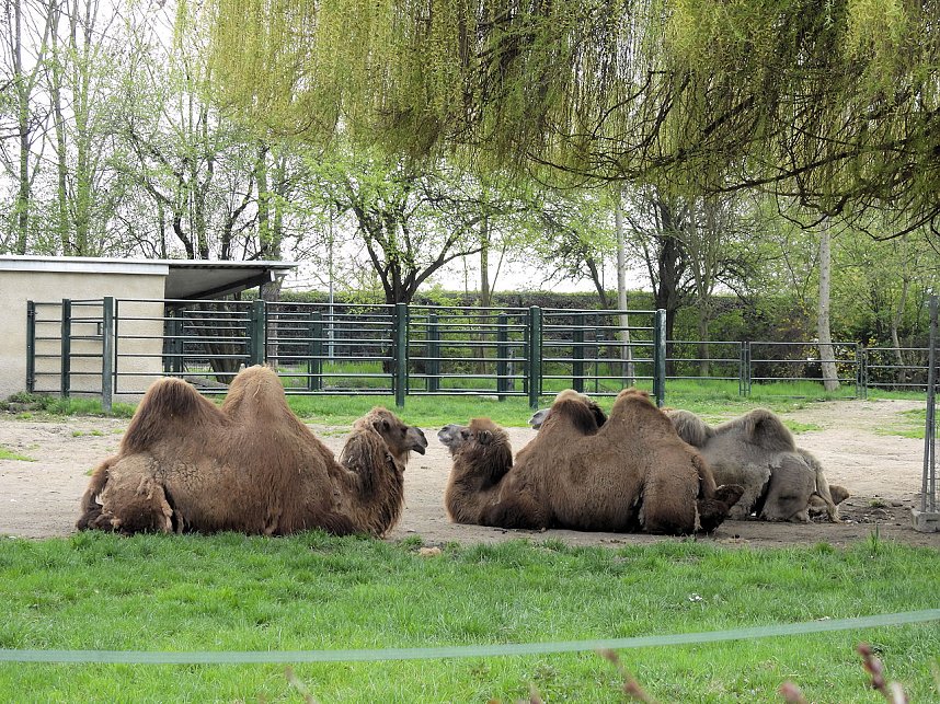 Tiergarten Delitzsch