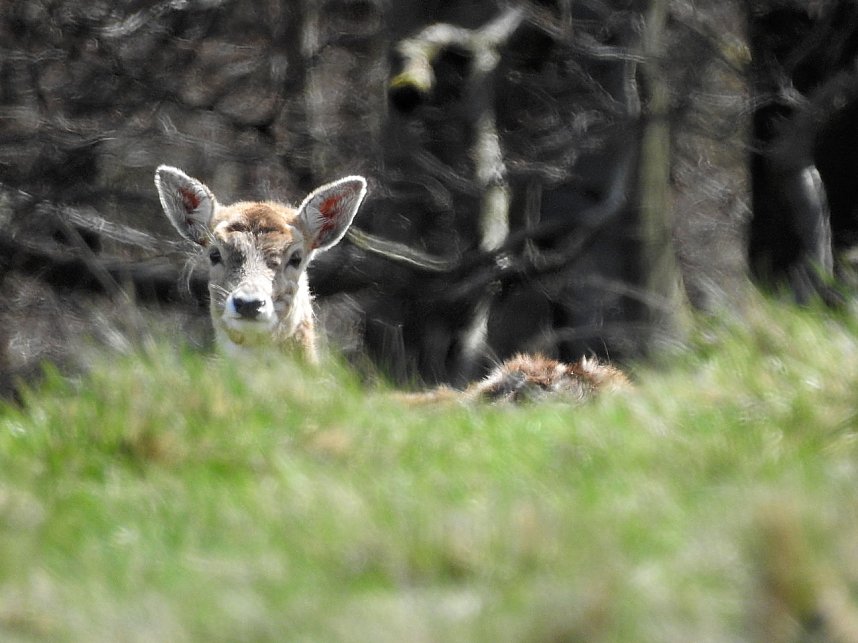 L&auml;mmerfest auf der Ziegenalm