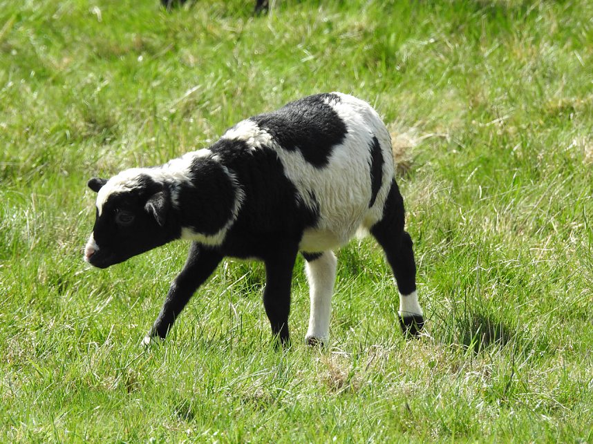 L&auml;mmerfest auf der Ziegenalm
