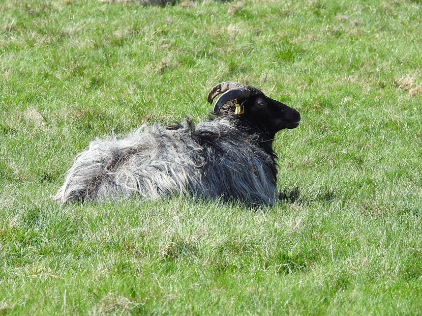 L&auml;mmerfest auf der Ziegenalm