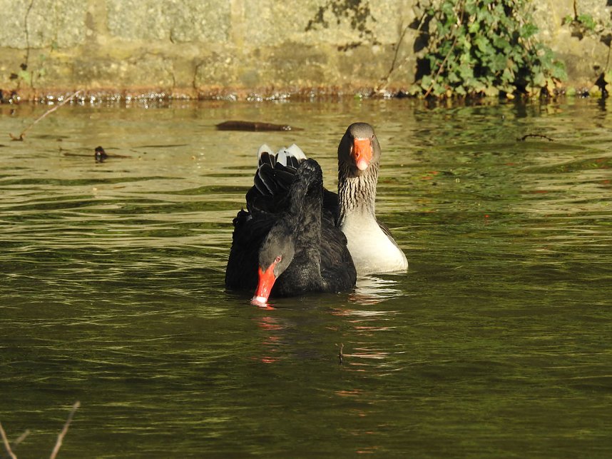Peter Blei unterwegs in Bad Schmiedeberg