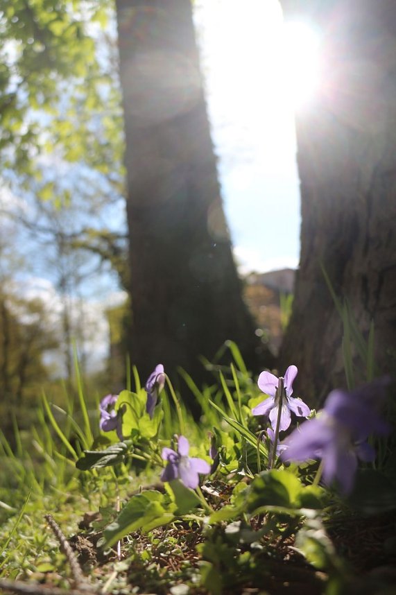 Spaziergang im Park Hohenrode