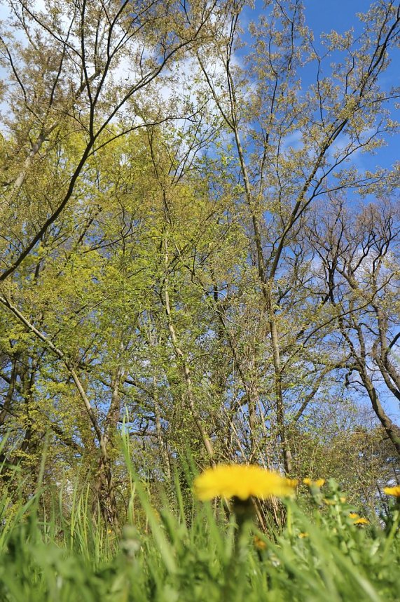 Spaziergang im Park Hohenrode