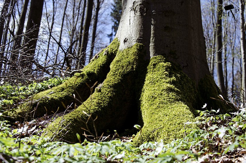 Die Felsen Tour im S&uuml;dharz
