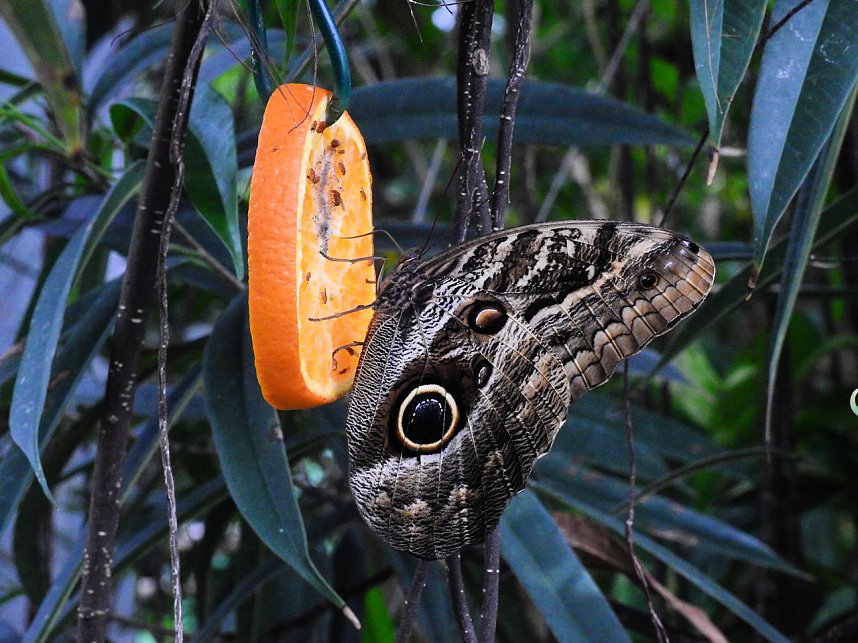 Schmetterlinge mitten in der Stadt