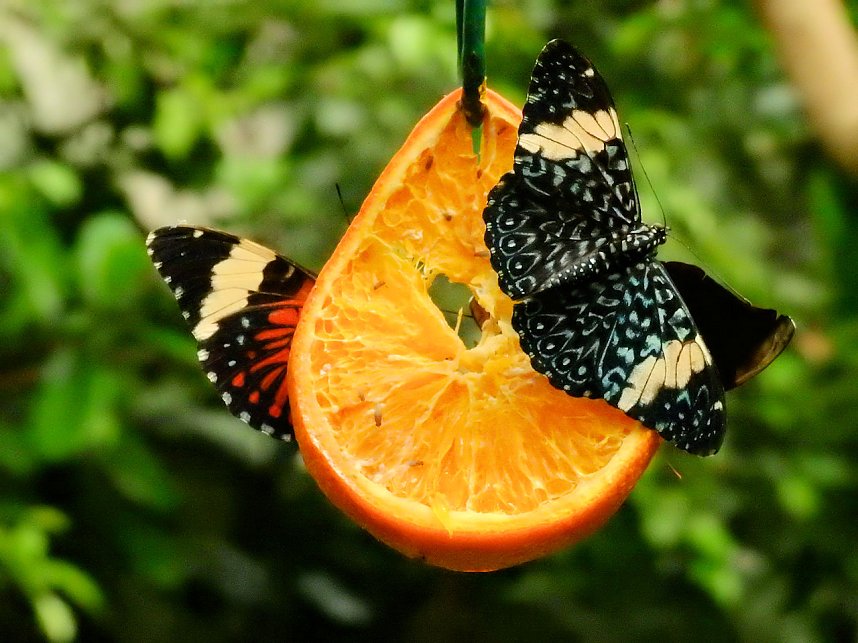 Schmetterlinge mitten in der Stadt