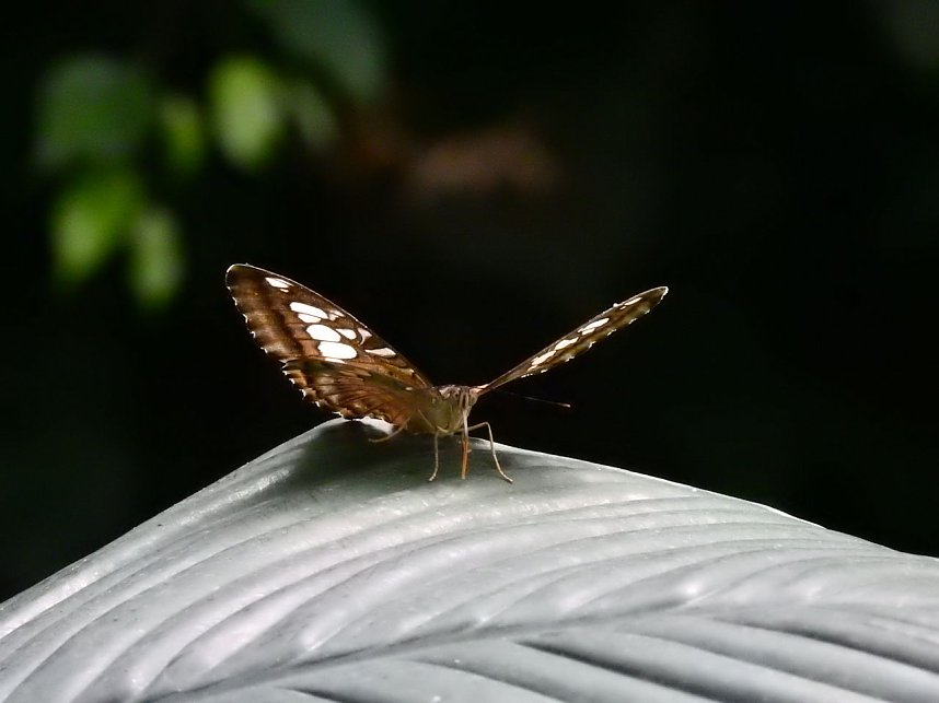 Schmetterlinge mitten in der Stadt