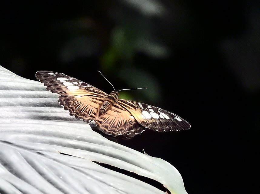 Schmetterlinge mitten in der Stadt