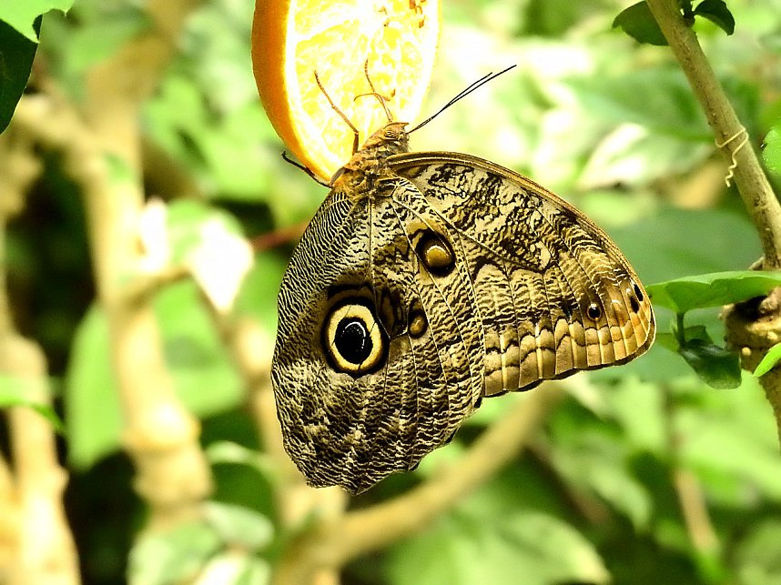 Schmetterlinge mitten in der Stadt