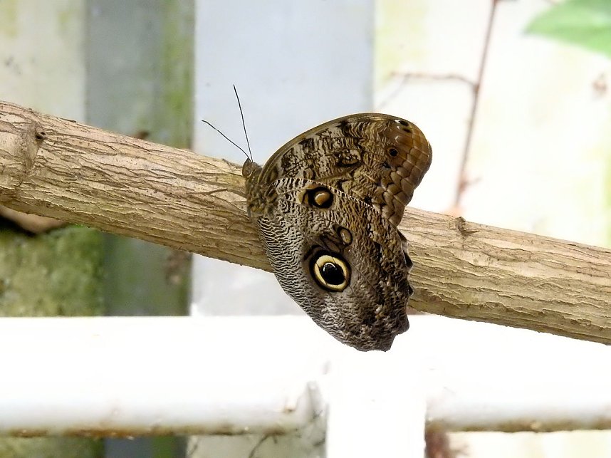 Schmetterlinge mitten in der Stadt
