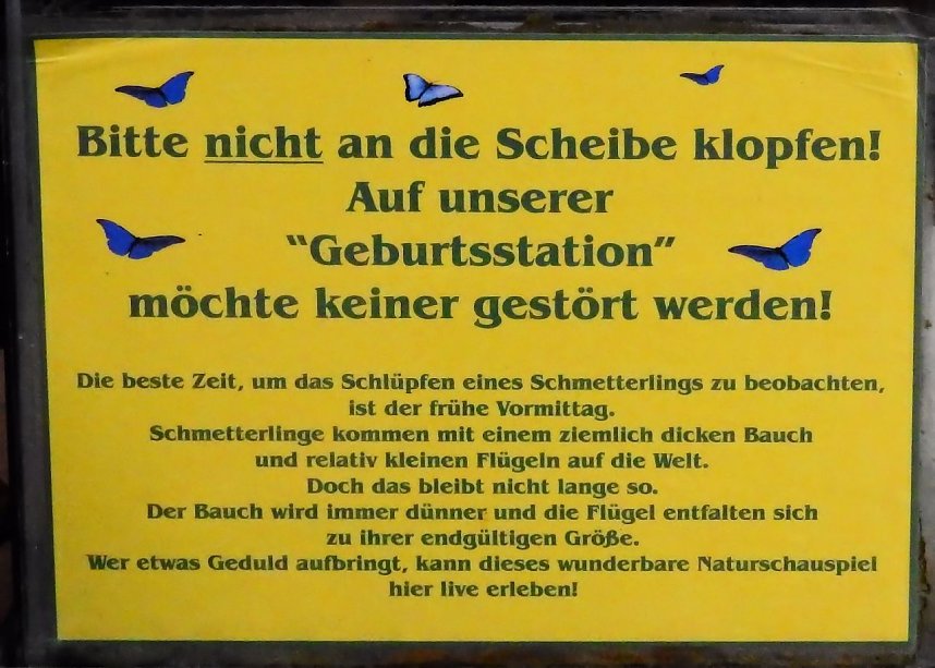 Schmetterlinge mitten in der Stadt