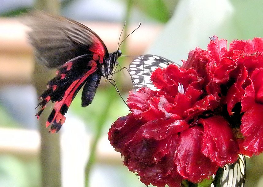 Schmetterlinge mitten in der Stadt