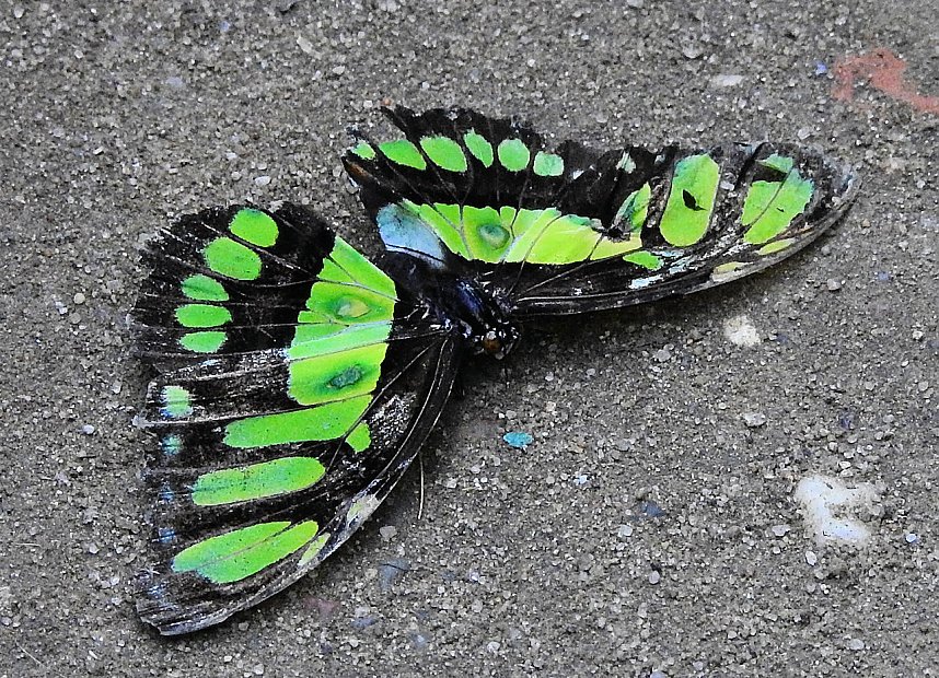 Schmetterlinge mitten in der Stadt