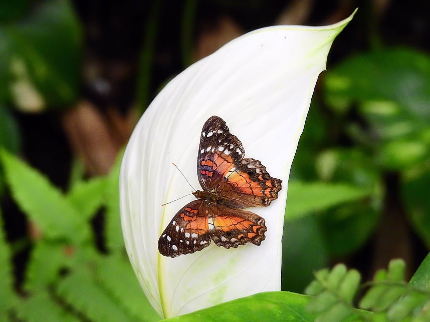 Schmetterlinge mitten in der Stadt