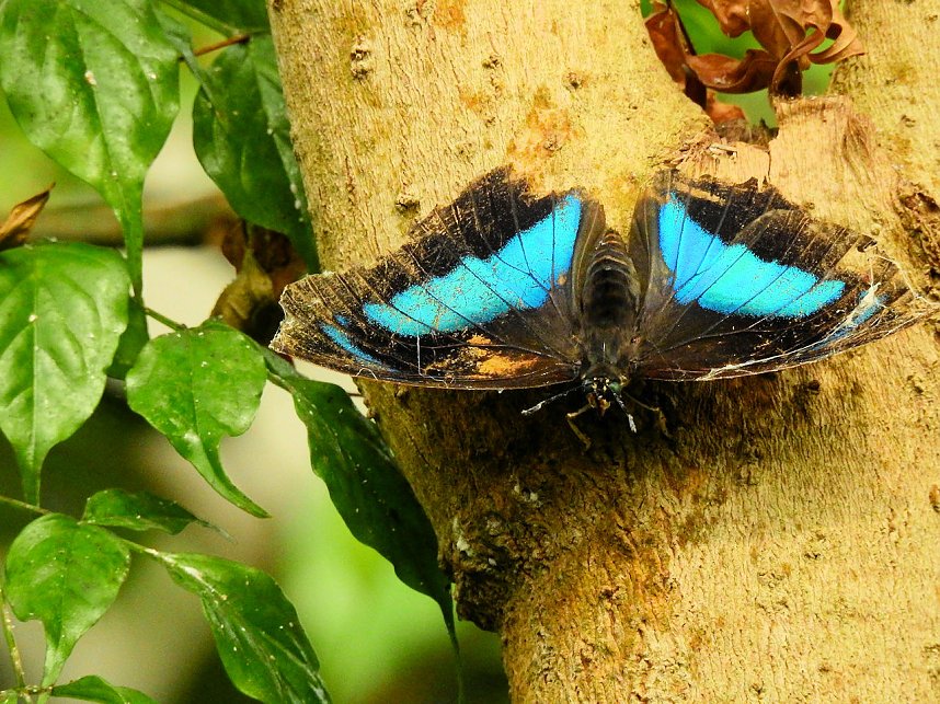Schmetterlinge mitten in der Stadt