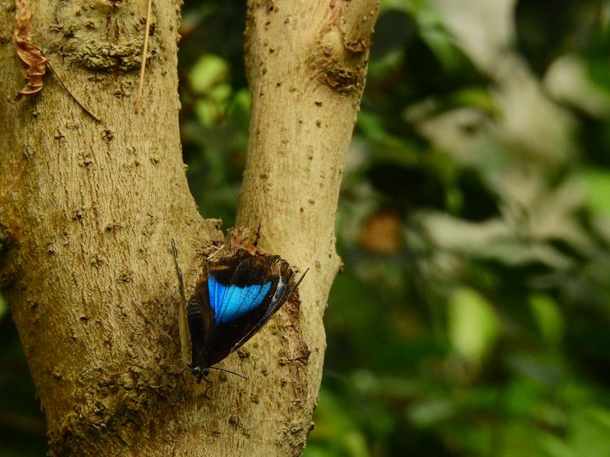 Schmetterlinge mitten in der Stadt