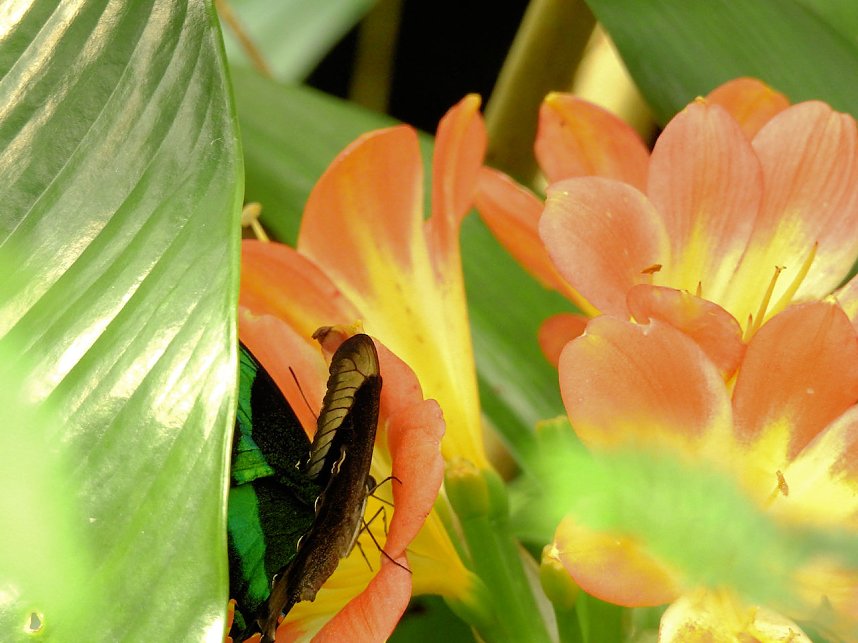 Schmetterlinge mitten in der Stadt