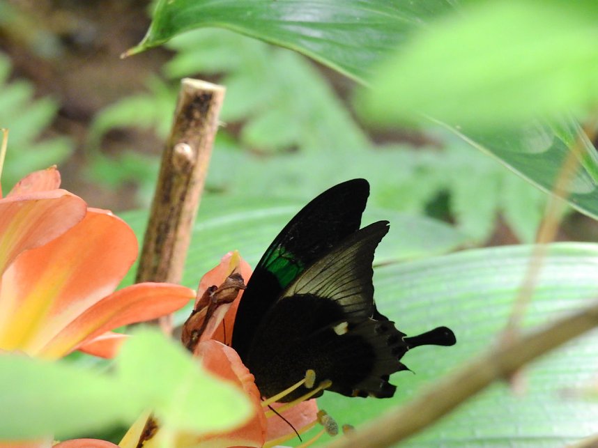 Schmetterlinge mitten in der Stadt