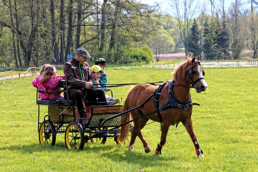 Maibaum in W&uuml;lfingerode gesetzt