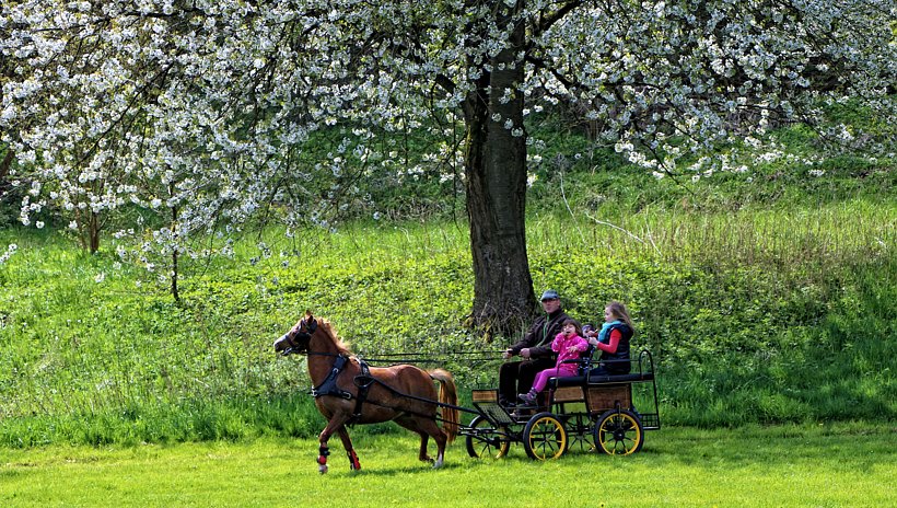 Maibaum in W&uuml;lfingerode gesetzt