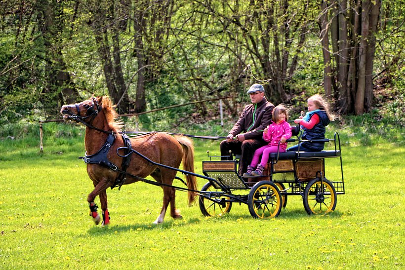 Maibaum in W&uuml;lfingerode gesetzt