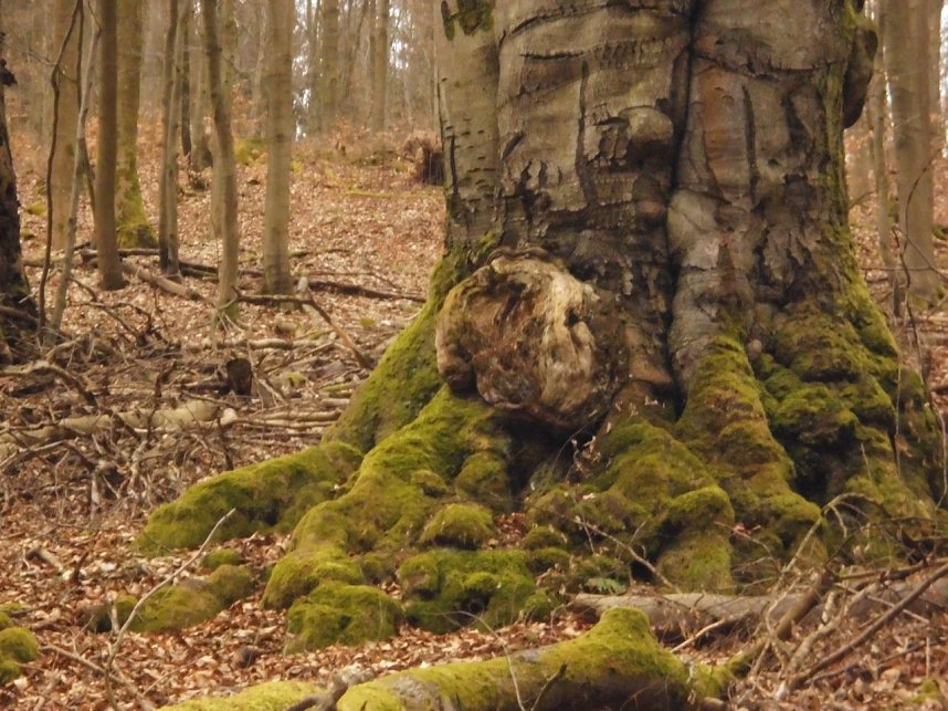 Die W&auml;chter des Harzes: Wurzelgeist