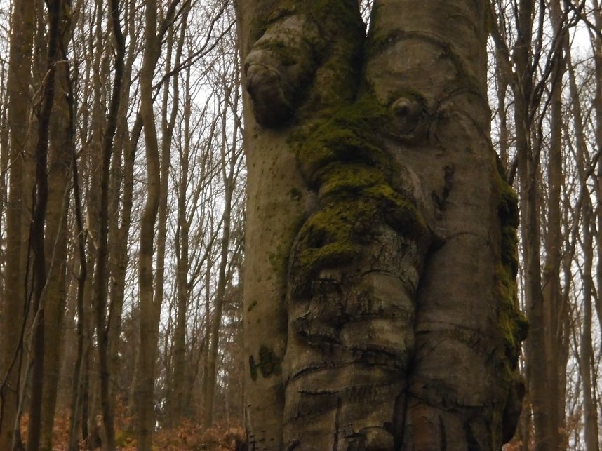 Die W&auml;chter des Harzes: Baumgeist