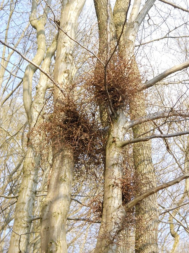 Die W&auml;chter des Harzes