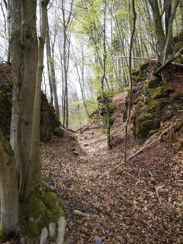 Die W&auml;chter des Harzes