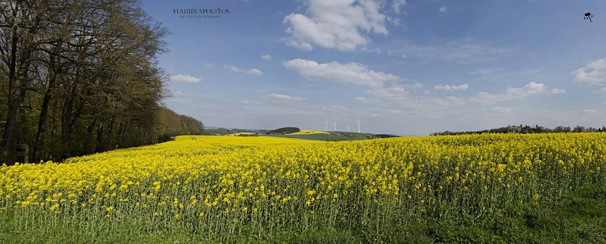 Erdfallseen, trockene Fl&uuml;sse und ganz viel Raps - Christian Schelauske war im Nordwesten des Landkreises unterwegs