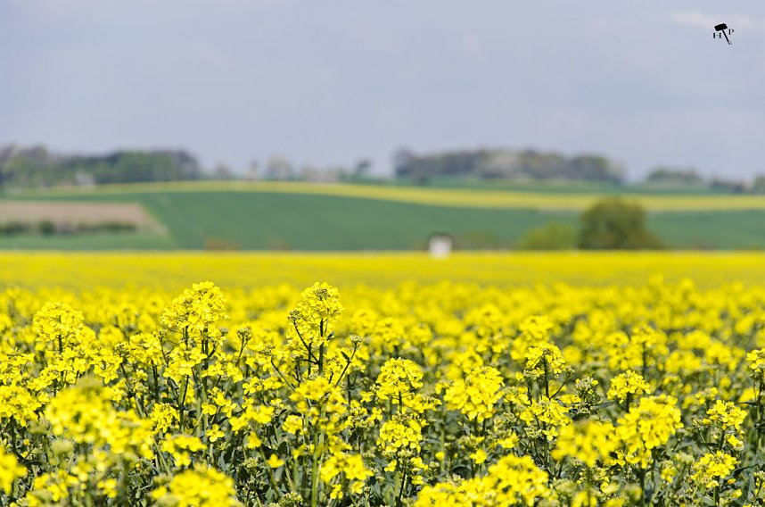 Erdfallseen, trockene Fl&uuml;sse und ganz viel Raps - Christian Schelauske war im Nordwesten des Landkreises unterwegs