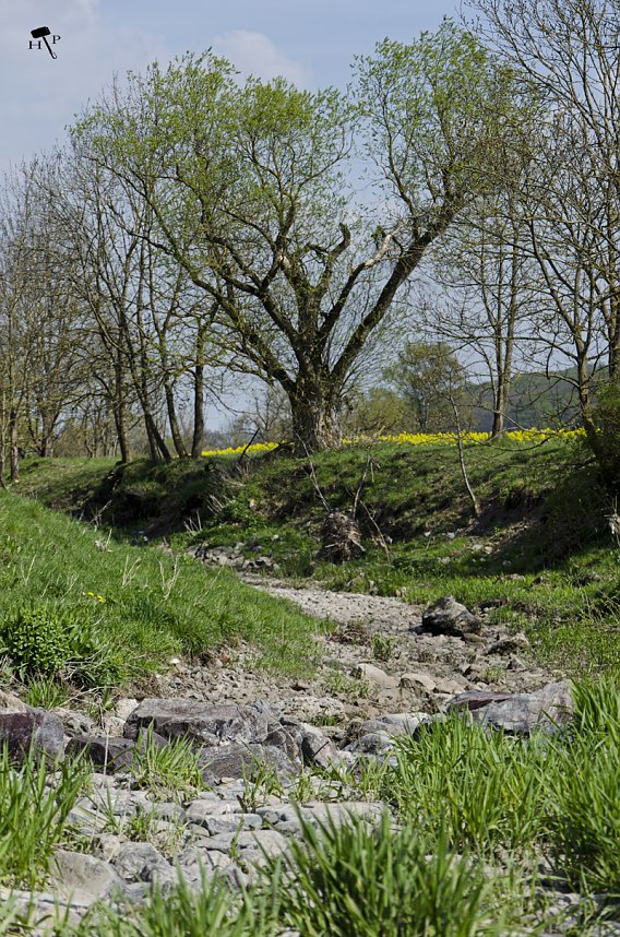 Erdfallseen, trockene Fl&uuml;sse und ganz viel Raps - Christian Schelauske war im Nordwesten des Landkreises unterwegs