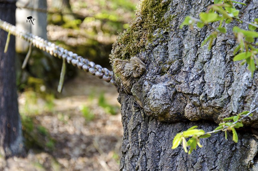 Erdfallseen, trockene Fl&uuml;sse und ganz viel Raps - Christian Schelauske war im Nordwesten des Landkreises unterwegs