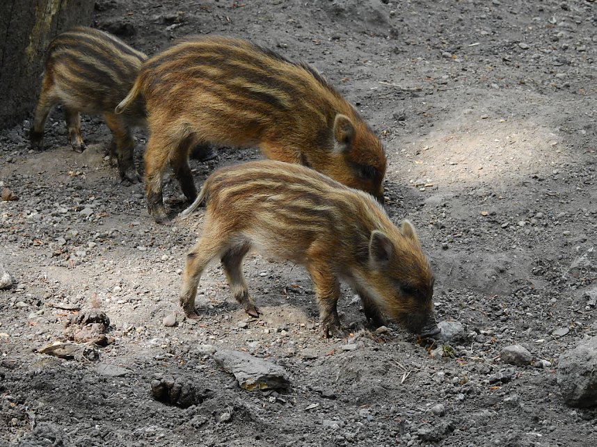 Peter Blei unterwegs in K&ouml;then