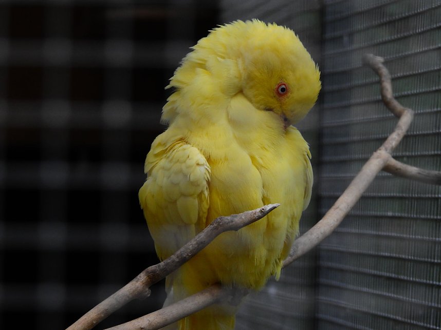 Peter Blei unterwegs in K&ouml;then