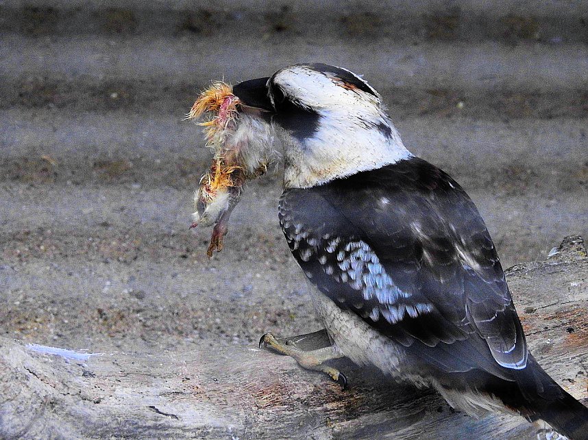Peter Blei unterwegs in K&ouml;then