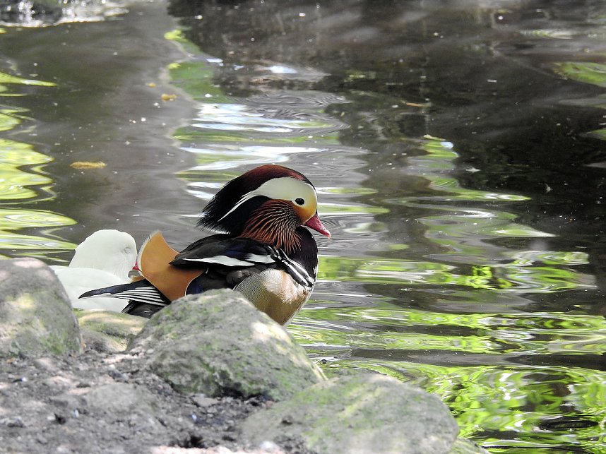 Peter Blei unterwegs in K&ouml;then