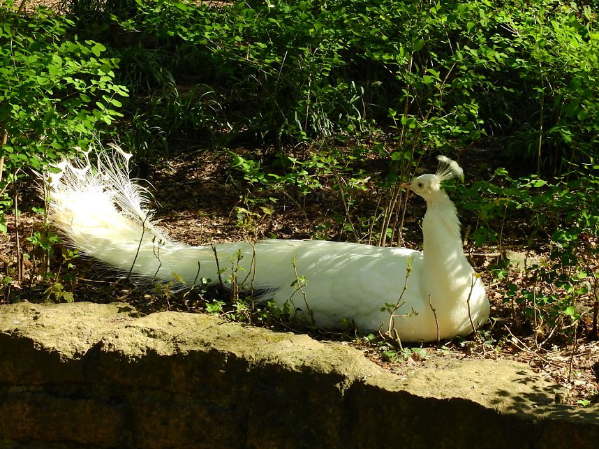 Peter Blei unterwegs in K&ouml;then